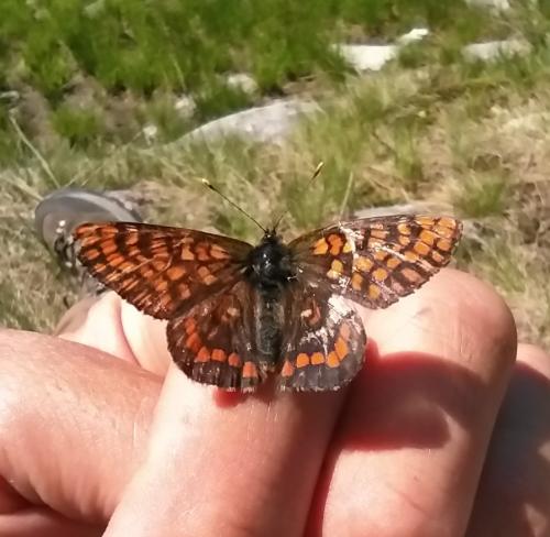 Euphydryas intermedia