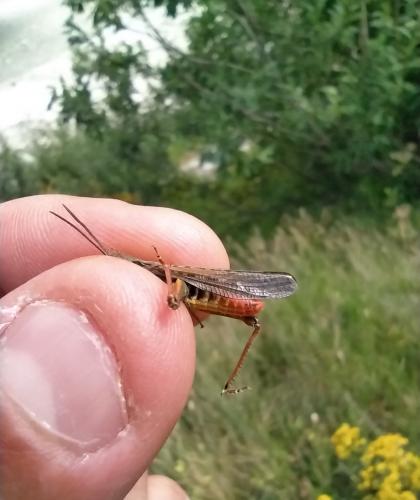 Chorthippus sp.