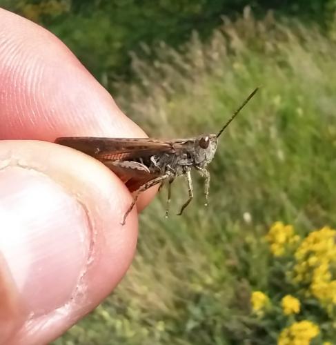 Chorthippus sp.