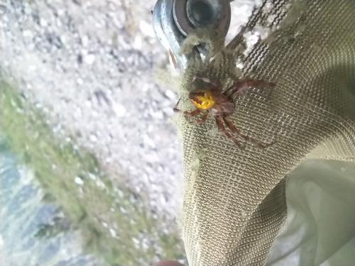 Araneus quadratus