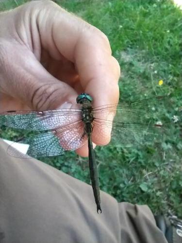Somatochlora arctica