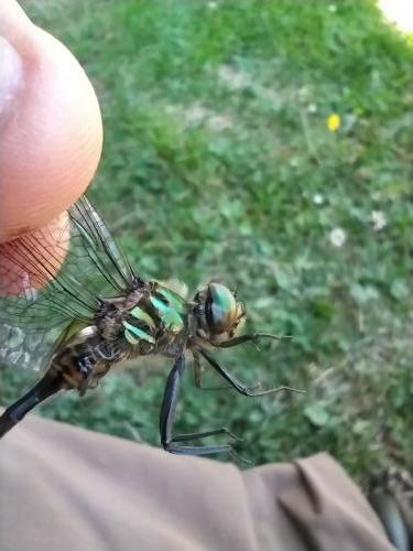 Somatochlora arctica
