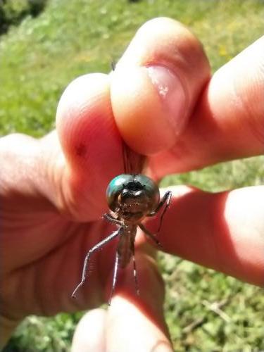 Somatochlora arctica