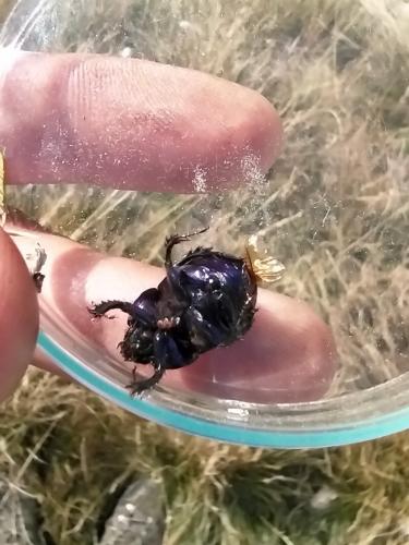 Anoplotrupes stercorosus