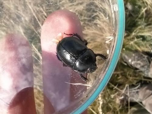 Anoplotrupes stercorosus