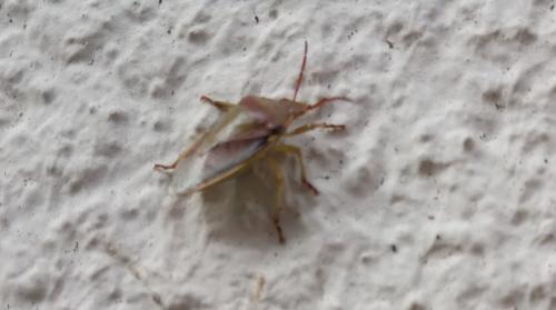 Piezodorus lituratus