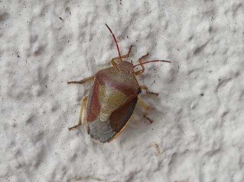 Réf. 270 308 : Piezodorus lituratus