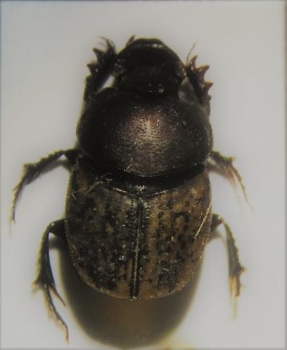 Réf. 270 444 : Onthophagus similis