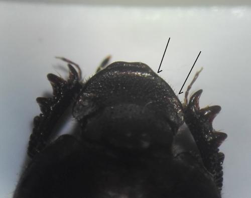 Réf. 270 445 : Onthophagus similis