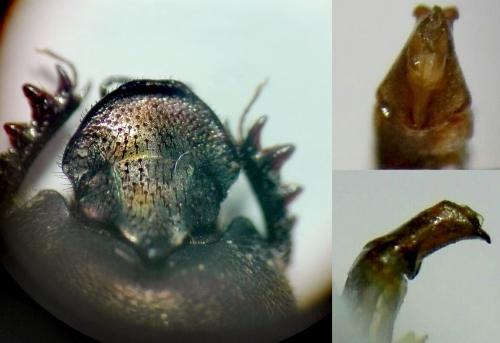 Réf. 270 471 : Onthophagus similis