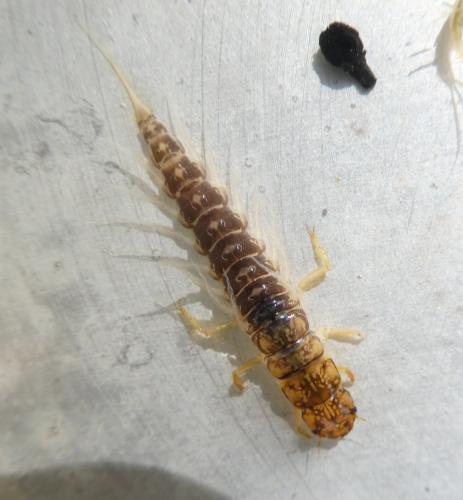 Sialis sp.