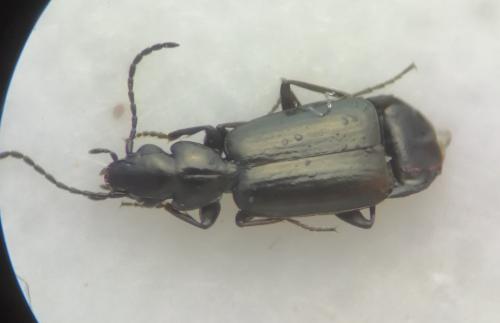 Réf. 270 751 : Microlestes minutulus