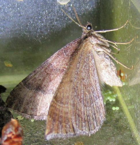 Réf. 270 486 : Larentia clavaria