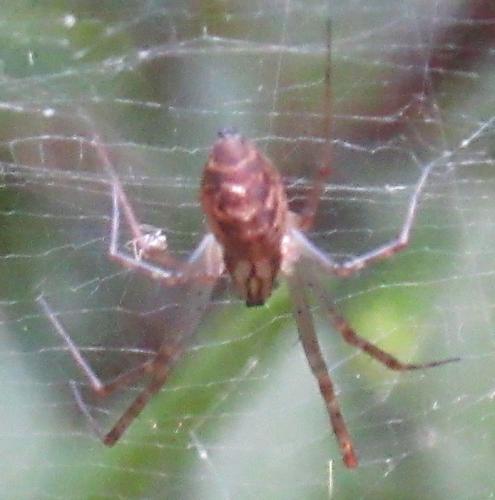 Réf. 270 872 : Linyphia sp.