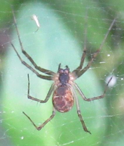 Linyphia sp.