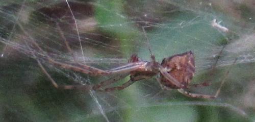 Réf. 270 871 : Linyphia sp.