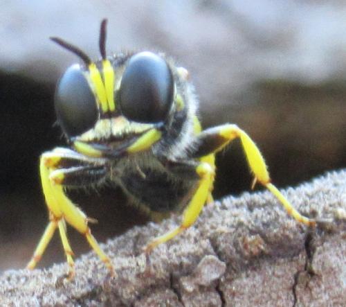 Réf. 270 855 : Ectemnius sp.