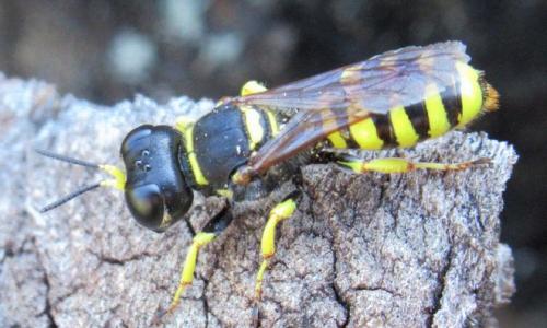 Réf. 270 853 : Ectemnius sp.