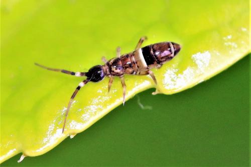 Orchesella cincta