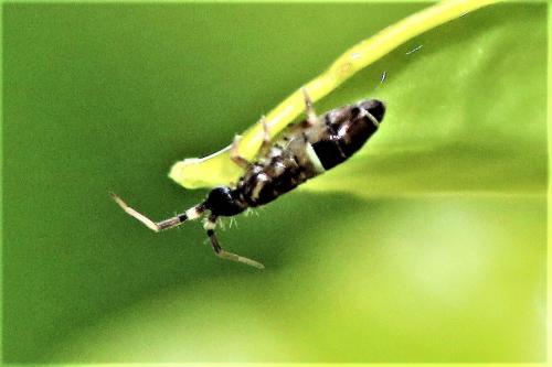 Réf. 270 355 : Orchesella cincta