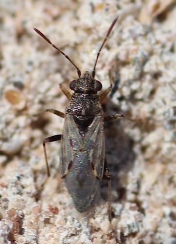 Réf. 270 477 : Nysius sp.