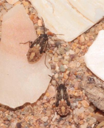 Nysius sp.