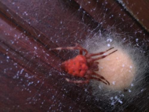 Araneus diadematus