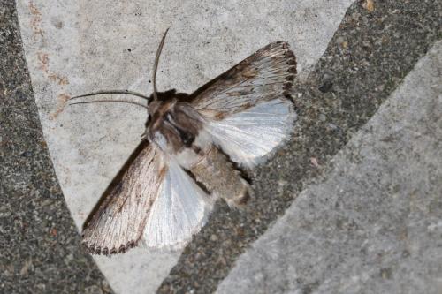 Aporophyla australis
