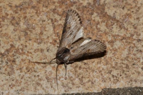 Aporophyla australis