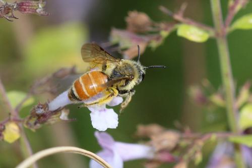 Andrena pellucens