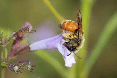 Réf. 270 549 : Andrena pellucens