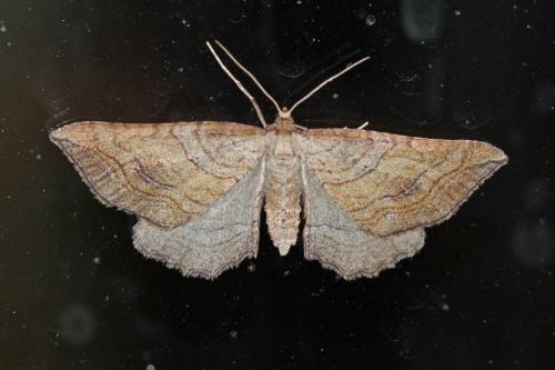Réf. 270 790 : Coenocalpe millierata