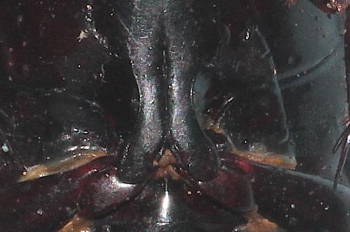 Dytiscus sp.