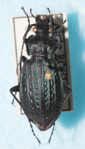 Carabus granulatus
