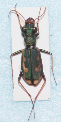 Cylindera paludosa