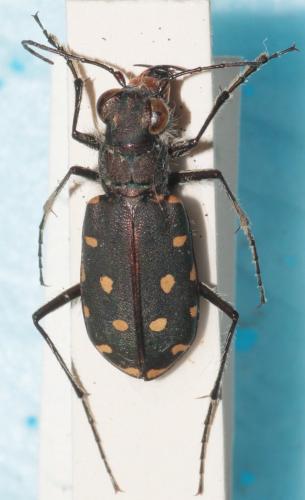 Réf. 270 711 : Calomera littoralis nemoralis