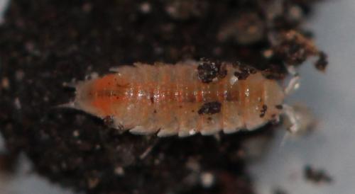 Trichoniscoides sp.