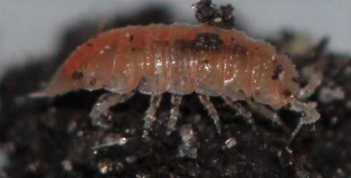 Trichoniscoides sp.