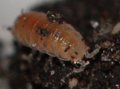 Trichoniscoides sp.