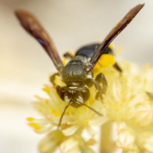 Réf. 270 240 : Andrena (agilissima-asperrima)
