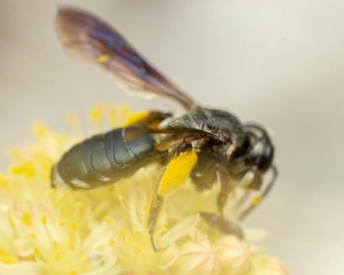 Andrena (agilissima-asperrima)