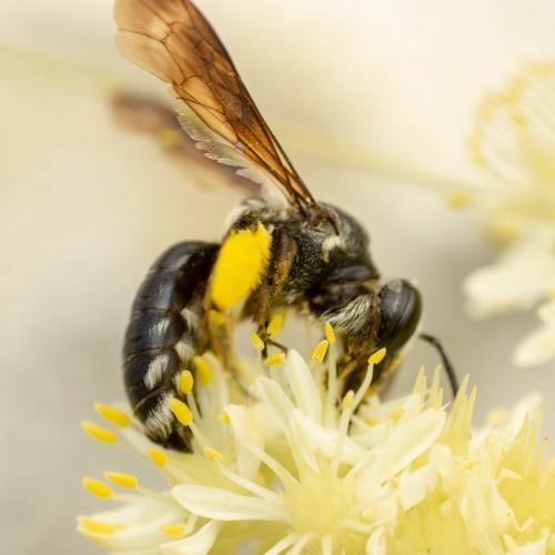 Réf. 270 242 : Andrena (agilissima-asperrima)