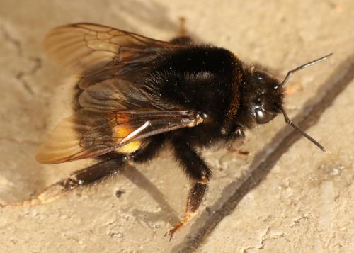 Bombus sp.