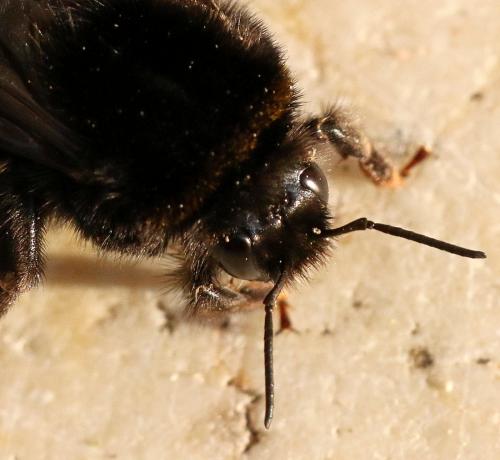 Réf. 270 409 : Bombus sp.