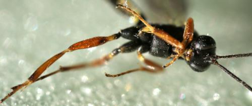 Réf. 270 916 : Diadegma sp.