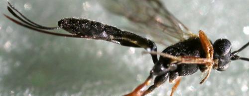 Réf. 270 915 : Diadegma sp.
