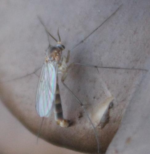 Brevicornu sp.
