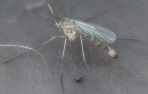 Brevicornu sp.