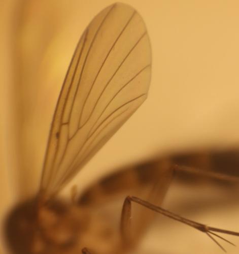 Brevicornu sp.