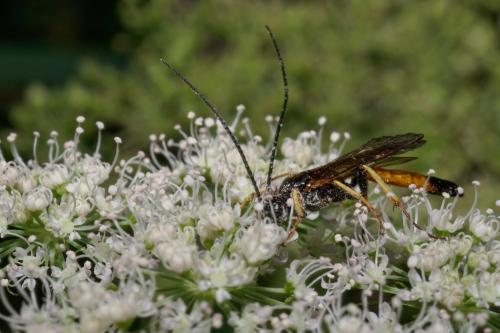 Alomya debellator